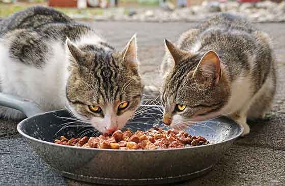 feed your cat wet food