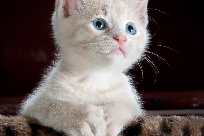 10 Must-Have Items for New Cat Owners
