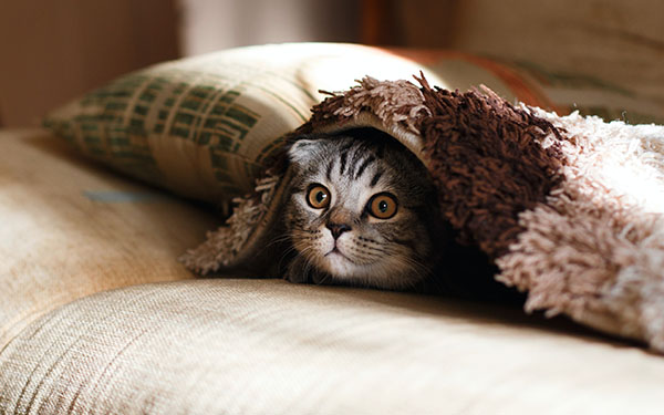 play hide and seek with cat