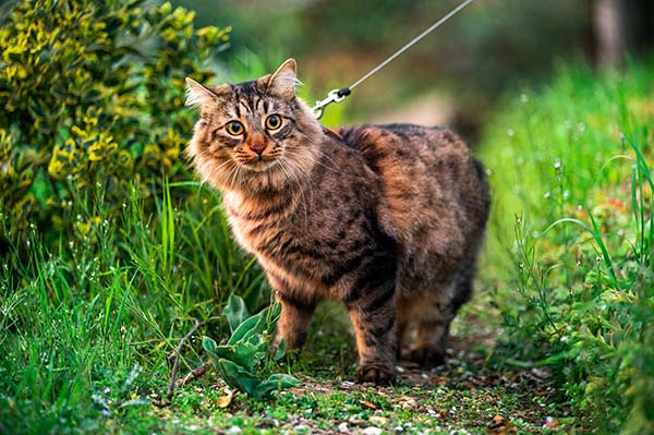go for a walk with your cat