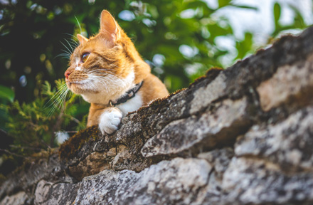 [11 Useful Tips] How to Care for Outdoor Cats in Summer