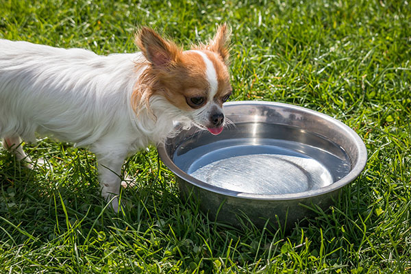 water is essential for dogs