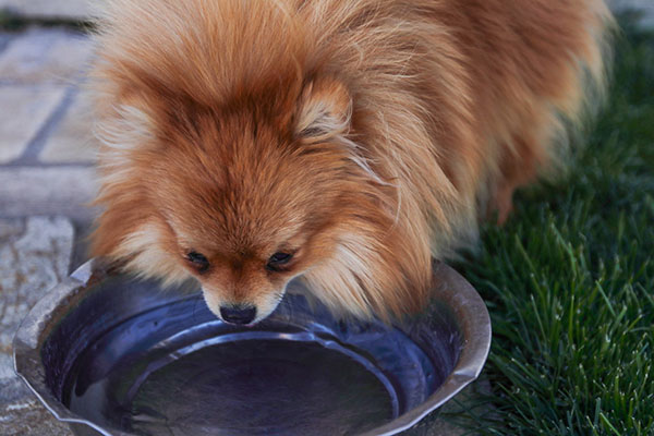 signs of dog dehydration