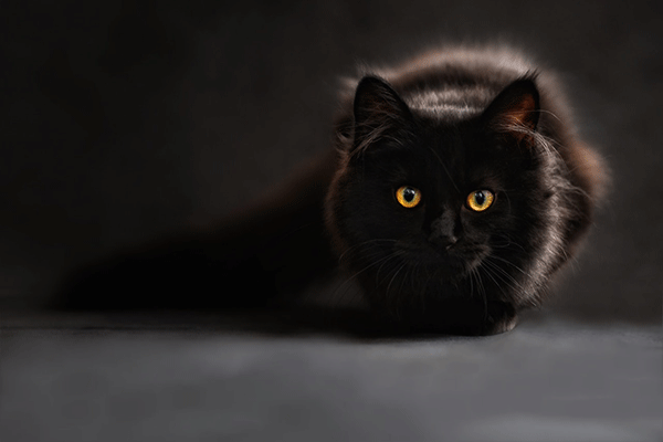 Can Cats See In The Dark?