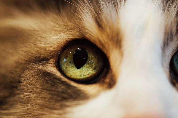 cat pupils