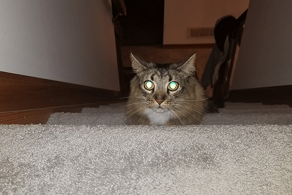 pupils of cats eyes are oval