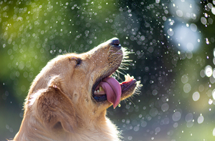 How Long Can A Dog Go Without Water? [2023 Newest]