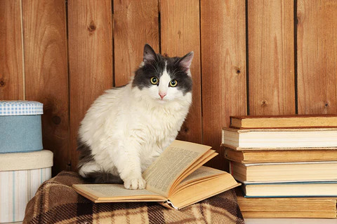 cat reads a book with their paws