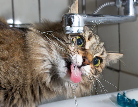 cats learns to turn on the faucet