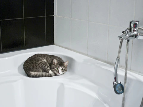 put a cat into a bathtub