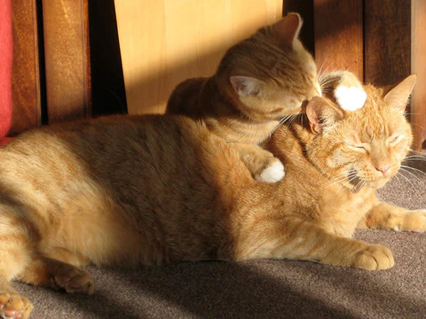 cats mutual grooming