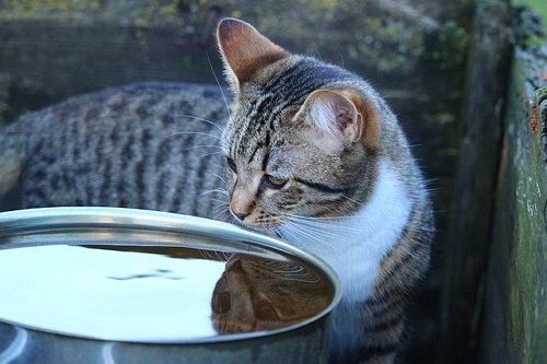 refresh your cat's water