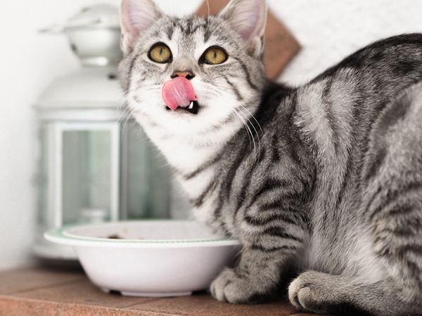 leave enough food water for your cat