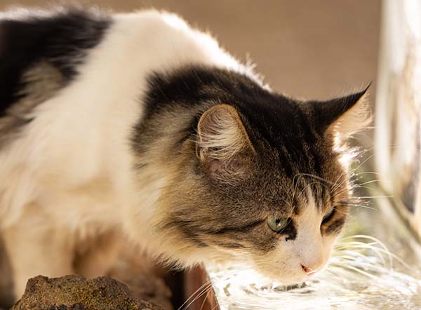 cats can smell the chemicals in water