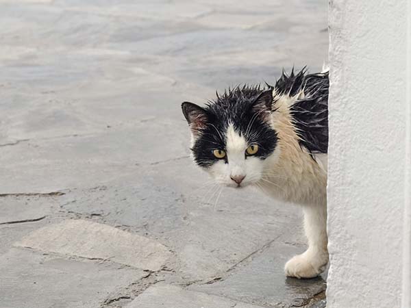 cats do not like getting wet