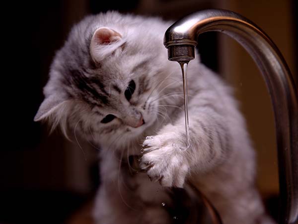 let your cat dip their paws in water