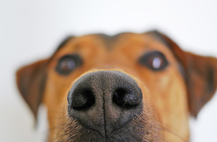 What Smells Do Dogs Hate? Check Top 11 Smells Here!