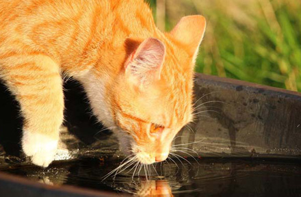 View of Why Are Cats Afraid of Water? Top 6 Reasons Explained Here