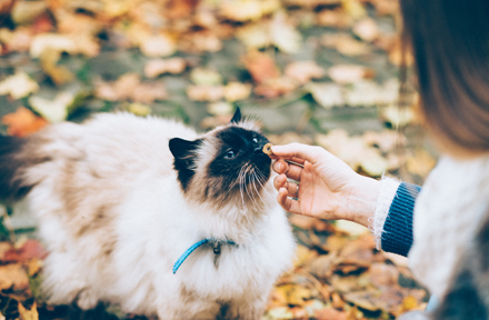 [Full Guide] Best Feeding Times and Frequency for Your Cat
