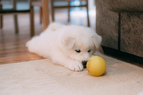 dog playing toy
