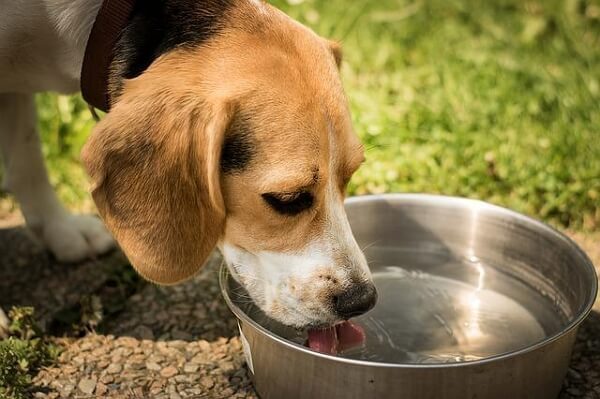 keep your dog hydrated