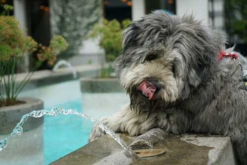 give dog something cool to drink
