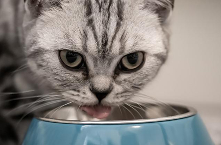 Why Does My Cat Throw Up After Eating