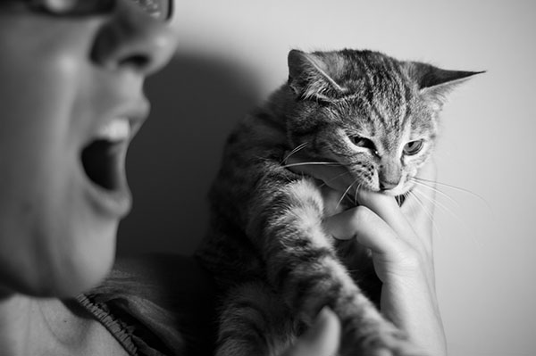 pretend you are painful when your cat bites you
