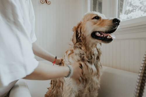 give your dog a bath