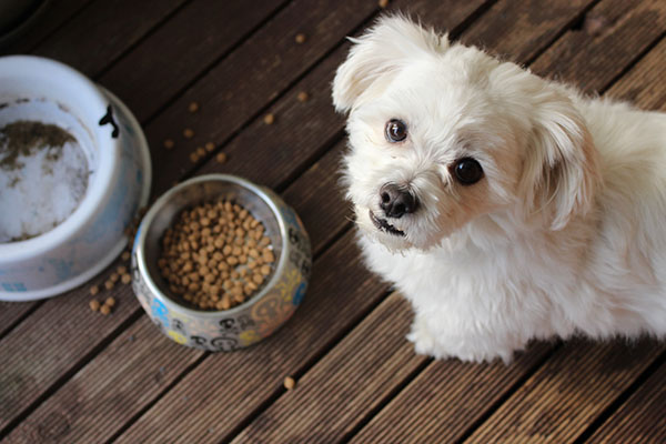 change your dog's mealtimes