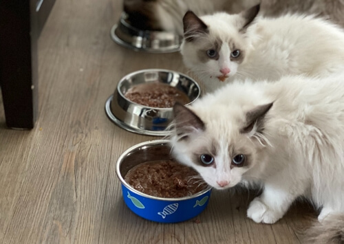 avoid plastic cat food bowl