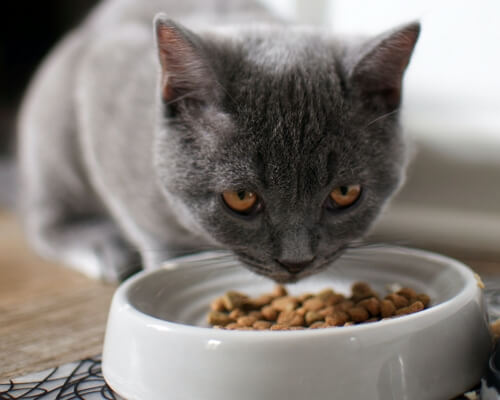 caramic cat food bowl