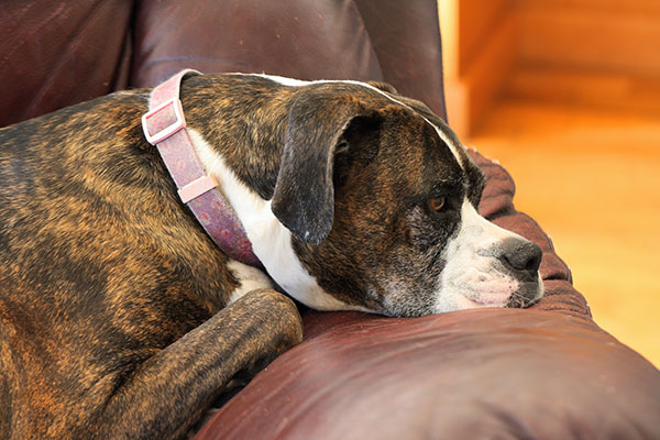 Dog continuously cheap licking nose