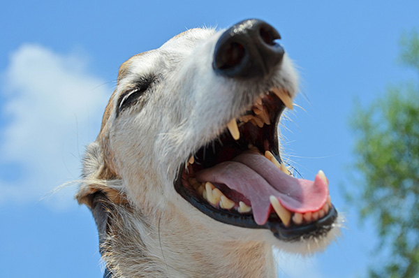 dog dental problems