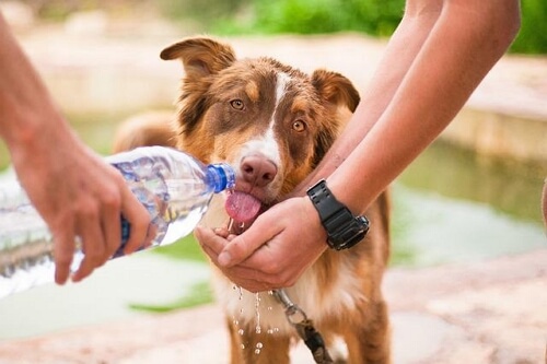take water when going out with your dog
