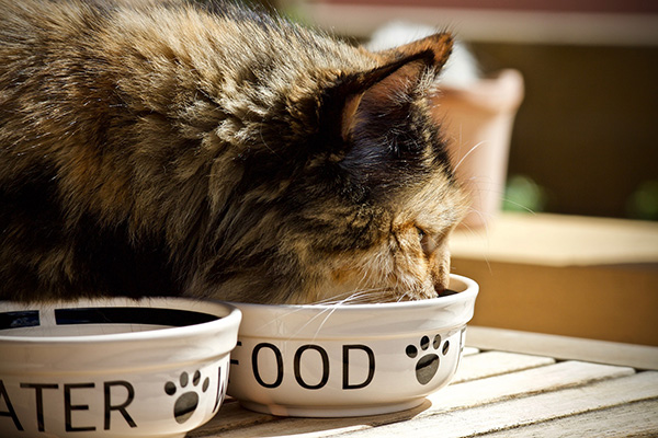 Changes in cats food