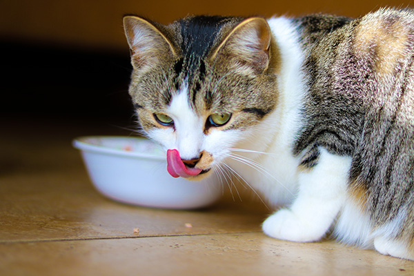 stimulate cats appetite