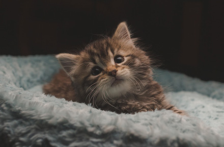 How Much Do Kittens Sleep?