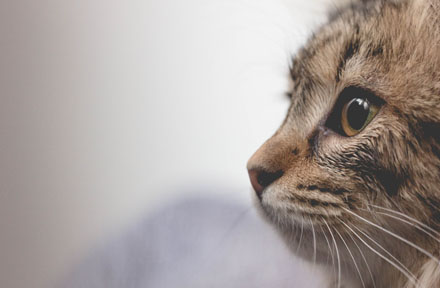 Why Is My Cat Drooling So Much?