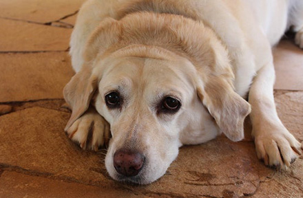 Love Is Not Overfeeding Your Pets