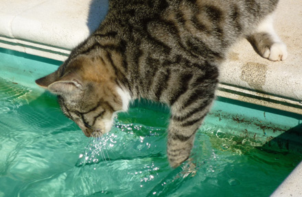 Why Do Cats Paw At Water? Top 8 Reasons Here