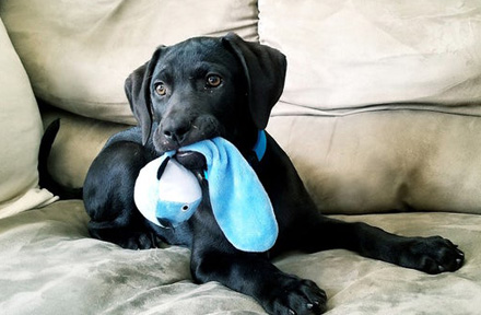 How to Avoid Your Puppy from Chewing Shoes?