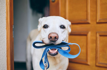 Does It Matter If I Don't Walk My Dog