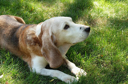 Things You Must Know About Your Senior Dog