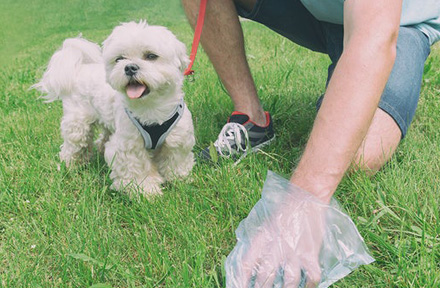 Here's All You Need to Know About Your Dog's Poo