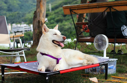 Important Tips to Keep Your Dog Cool in Hot Weather