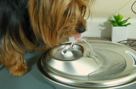 Does Your Pet Drink Enough Water?
