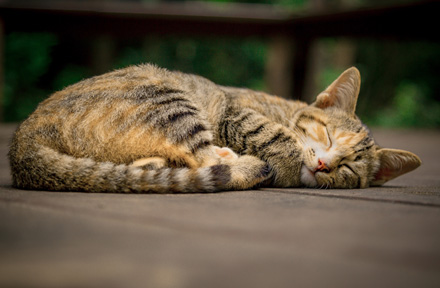 How to Tell If Your Cat Is Dehydrated