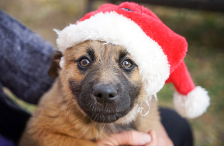 15 Best Gifts for Dogs And Dog Lovers [Full Guide]