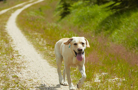 Five Ways to Prevent Your Dog from Getting Lost